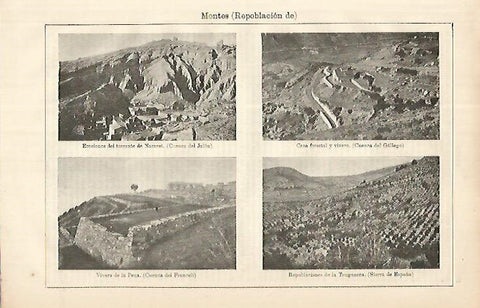 LAMINA ESPASA 8612: Repoblacion de montes