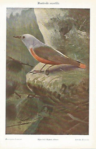 LAMINA ESPASA 8672: Monticola saxatilis 