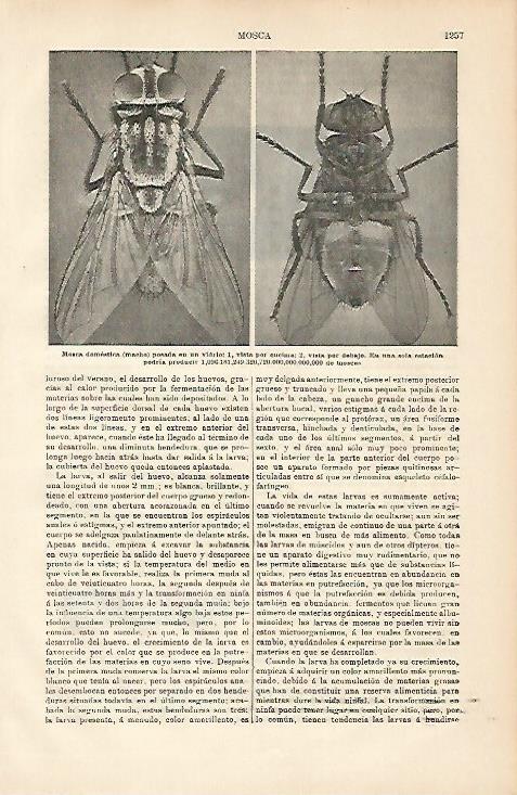 LAMINA ESPASA 8804: Mosca domestica
