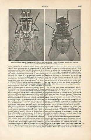 LAMINA ESPASA 8804: Mosca domestica