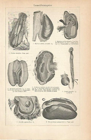 LAMINA ESPASA 8941: Lamelibranquios
