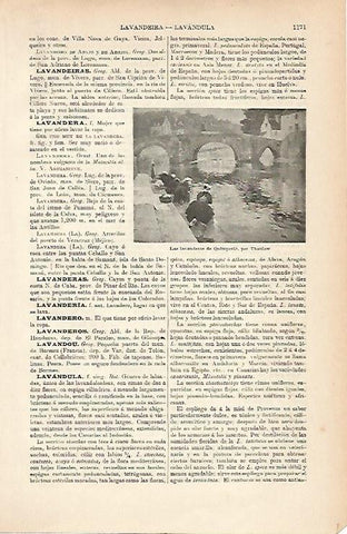 LAMINA ESPASA 9066: Las lavanderas de Quimperle por Thaulow