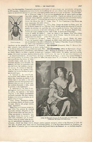 LAMINA ESPASA 9139: Luisa de Keronal por Lely