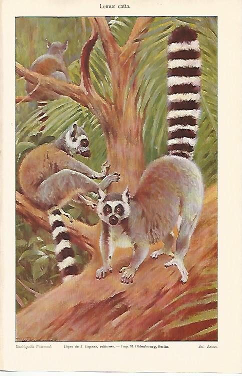 LAMINA ESPASA 9143: Lemur catta