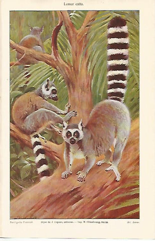 LAMINA ESPASA 9143: Lemur catta