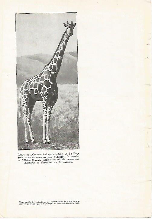 LAMINA 3827: JIRAFA DE UGANDA