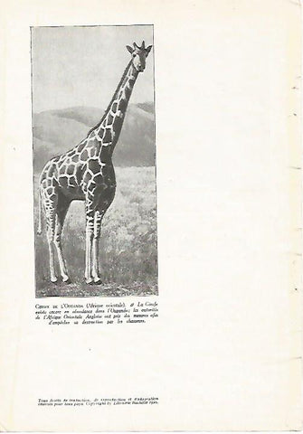 LAMINA 3827: JIRAFA DE UGANDA