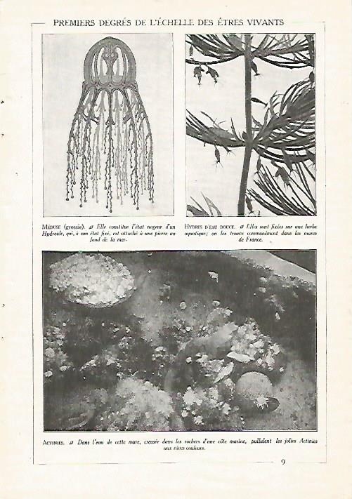 LAMINA 3830: MEDUSA