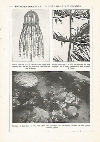LAMINA 3830: MEDUSA