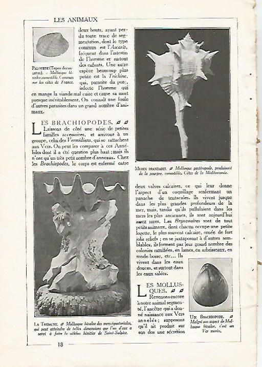 LAMINA 3834: MUREX BRANDARIS