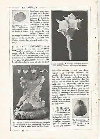 LAMINA 3834: MUREX BRANDARIS