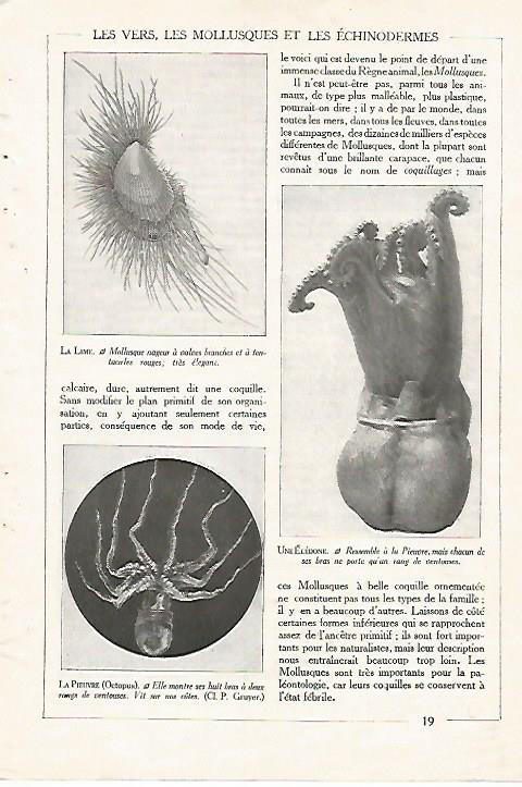 LAMINA 3835: PULPO