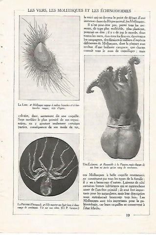LAMINA 3835: PULPO