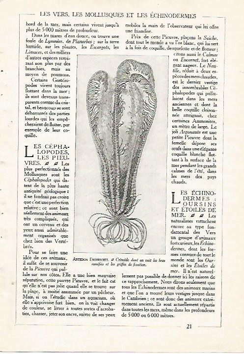 LAMINA 3836: ANTEDON ESCHRICHTI