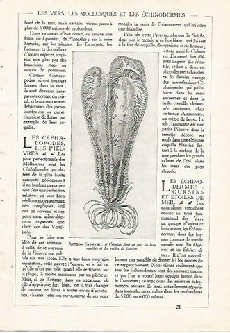 LAMINA 3836: ANTEDON ESCHRICHTI