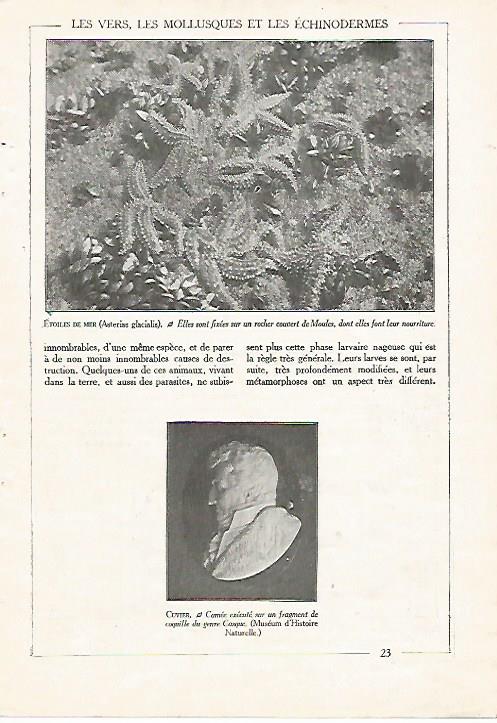 LAMINA 3837: ESTRELLAS DE MAR