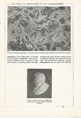 LAMINA 3837: ESTRELLAS DE MAR