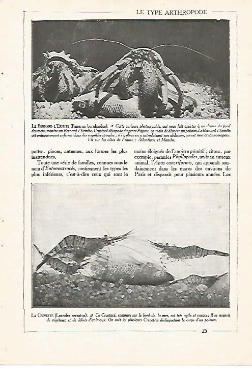 LAMINA 3838: PAGURUS BERNHARDUS