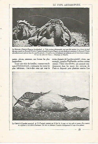 LAMINA 3838: PAGURUS BERNHARDUS