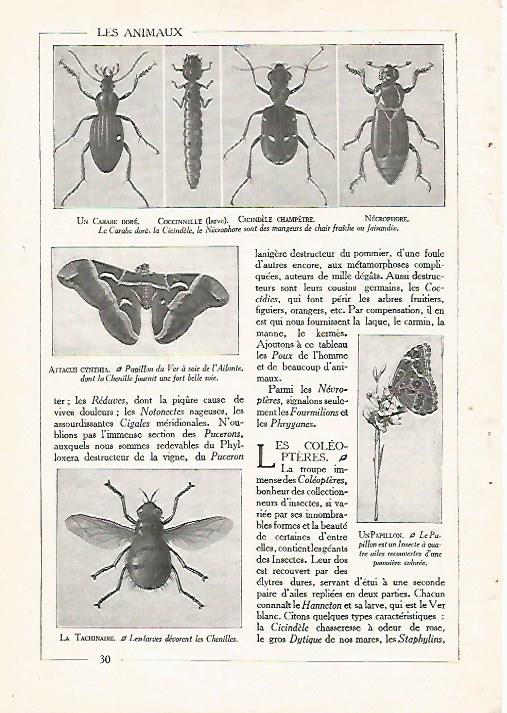 LAMINA 3840: ESCARABAJOS