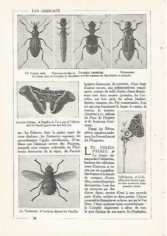 LAMINA 3840: ESCARABAJOS