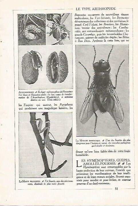 LAMINA 3841: MOSCA DOMESTICA