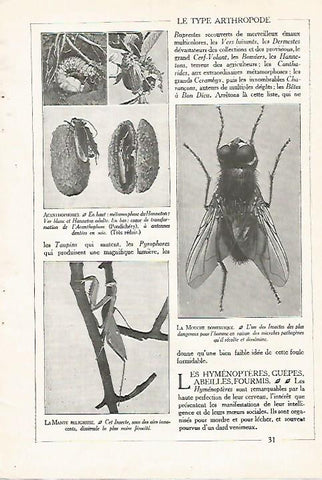 LAMINA 3841: MOSCA DOMESTICA
