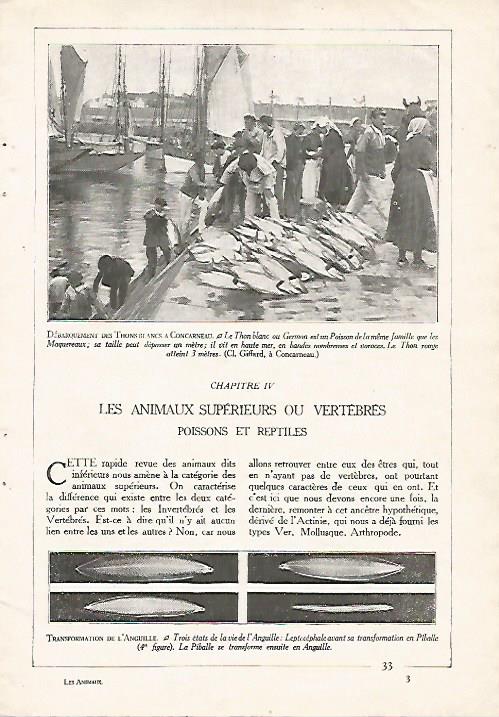 LAMINA 3842: PESCA DE ATUNES EN CONCARNEAU