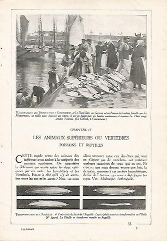 LAMINA 3842: PESCA DE ATUNES EN CONCARNEAU