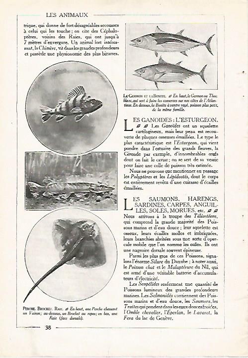 LAMINA 3844: TIPOS DE PECES