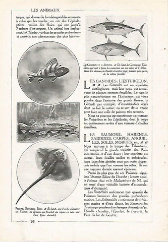 LAMINA 3844: TIPOS DE PECES