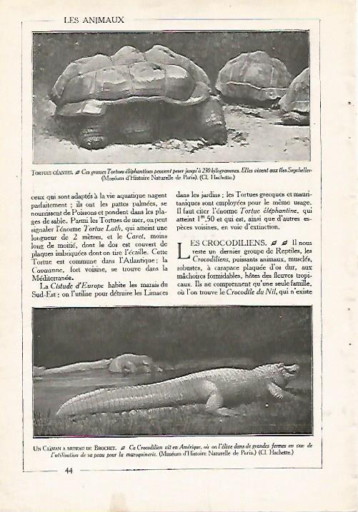 LAMINA 3847: TORTUGAS GIGANTES