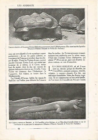 LAMINA 3847: TORTUGAS GIGANTES