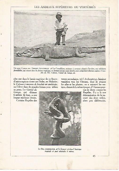 LAMINA 3848: CAIMAN DE AFRICA ECUATORIAL