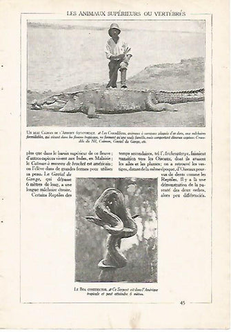 LAMINA 3848: CAIMAN DE AFRICA ECUATORIAL