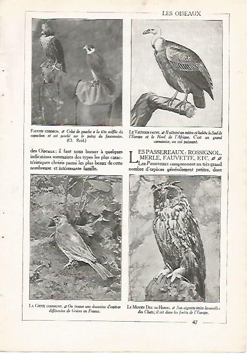 LAMINA 3849: AVES RAPACES