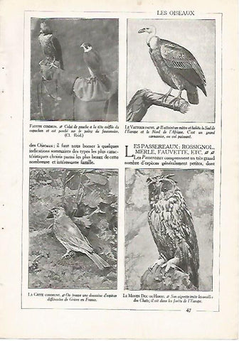 LAMINA 3849: AVES RAPACES