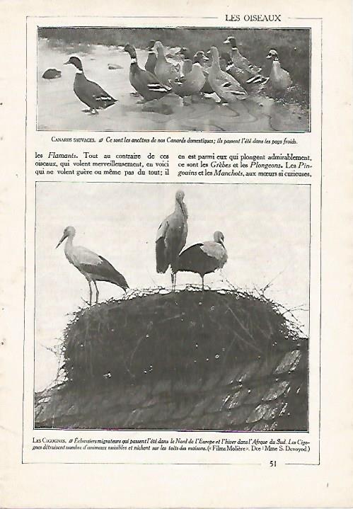 LAMINA 3851: PATOS SALVAJES Y CIGUEÑAS