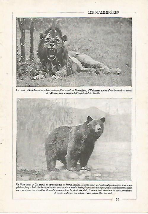 LAMINA 3855: LEON Y OSO PARDO
