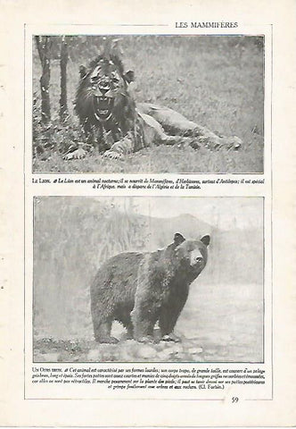 LAMINA 3855: LEON Y OSO PARDO