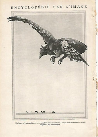 LAMINA 4049: AGUILA