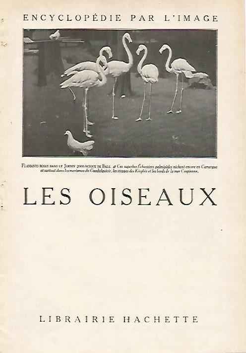 LAMINA 4050: FLAMENCOS EN EL ZOO DE BALE (FRANCIA)