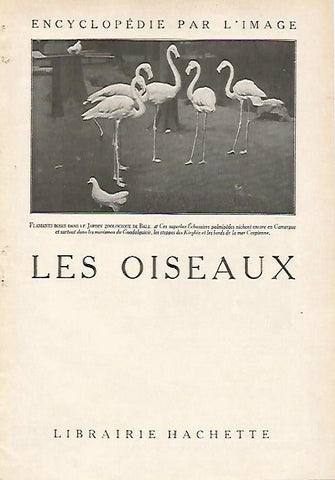 LAMINA 4050: FLAMENCOS EN EL ZOO DE BALE (FRANCIA)