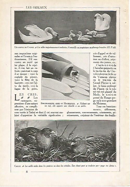 LAMINA 4052: CISNES