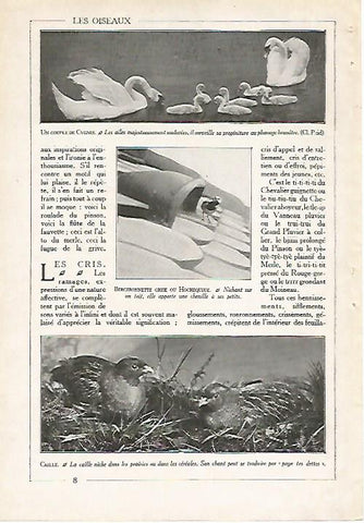 LAMINA 4052: CISNES