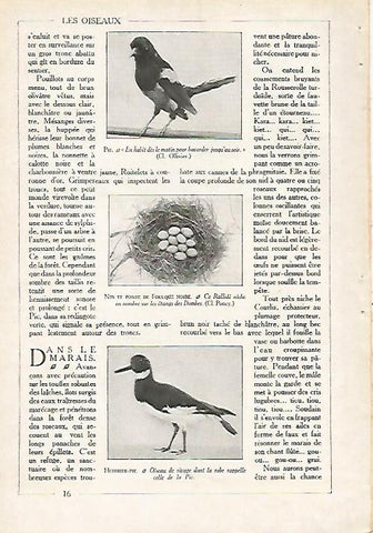 LAMINA 4056: OSTRERO