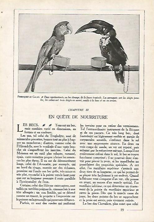 LAMINA 4058: LORO Y TUCAN