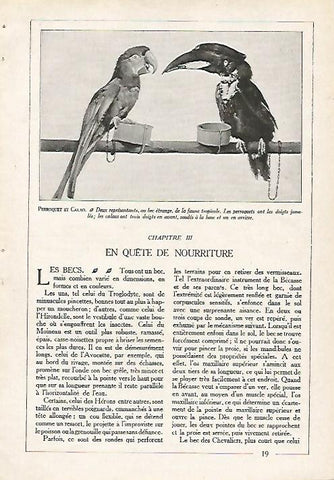 LAMINA 4058: LORO Y TUCAN