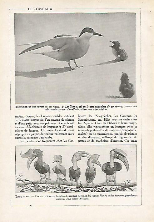 LAMINA 4060: GOLONDRINA DE MAR