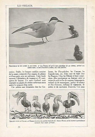 LAMINA 4060: GOLONDRINA DE MAR